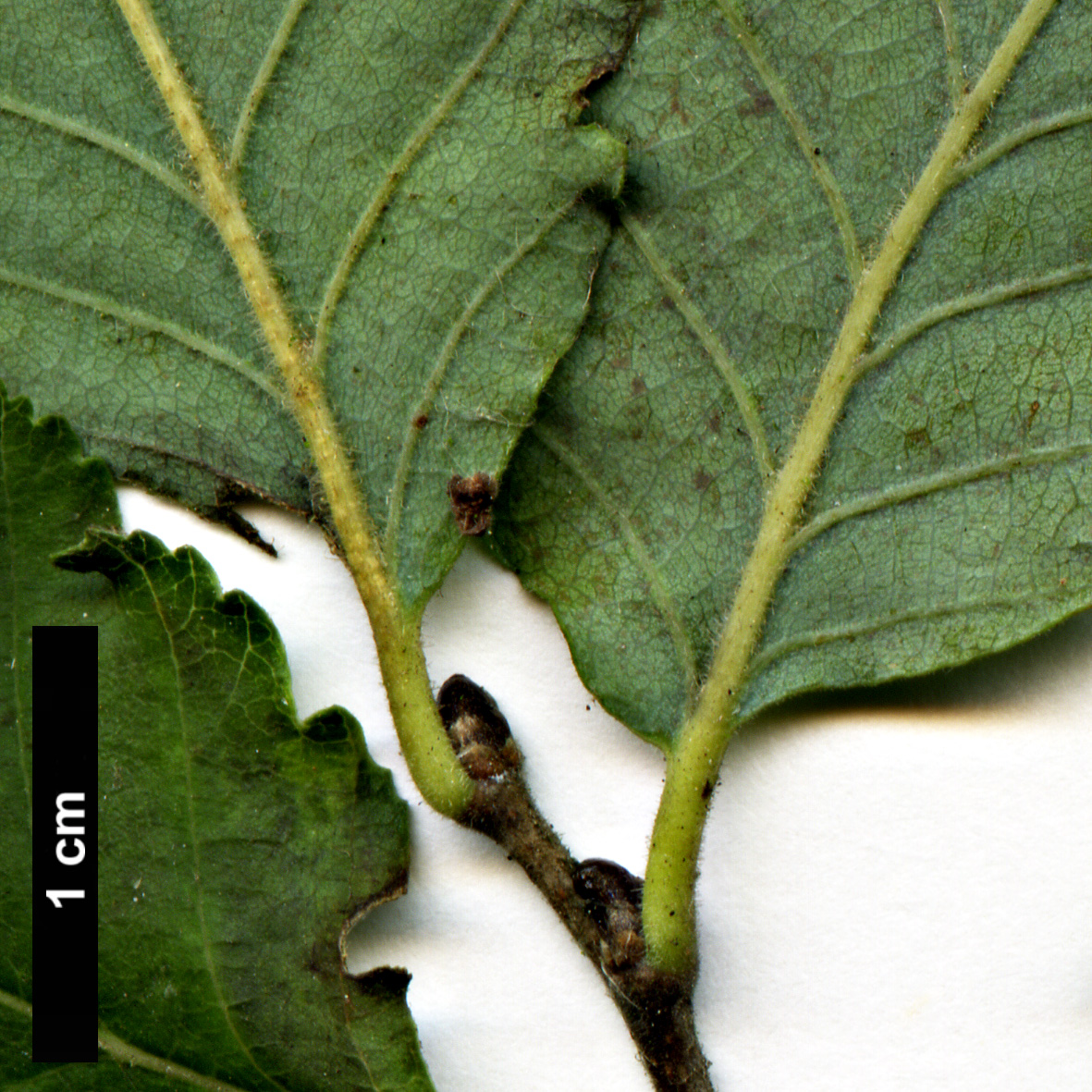 High resolution image: Family: Nothofagaceae - Genus: Nothofagus - Taxon: ×leonii (N.glauca × N.obliqua)